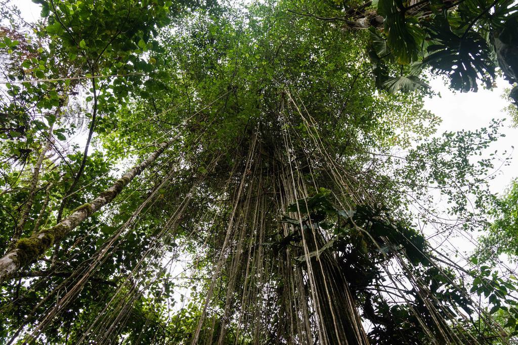 Hakuna Matata Amazon Lodge Archidona Экстерьер фото